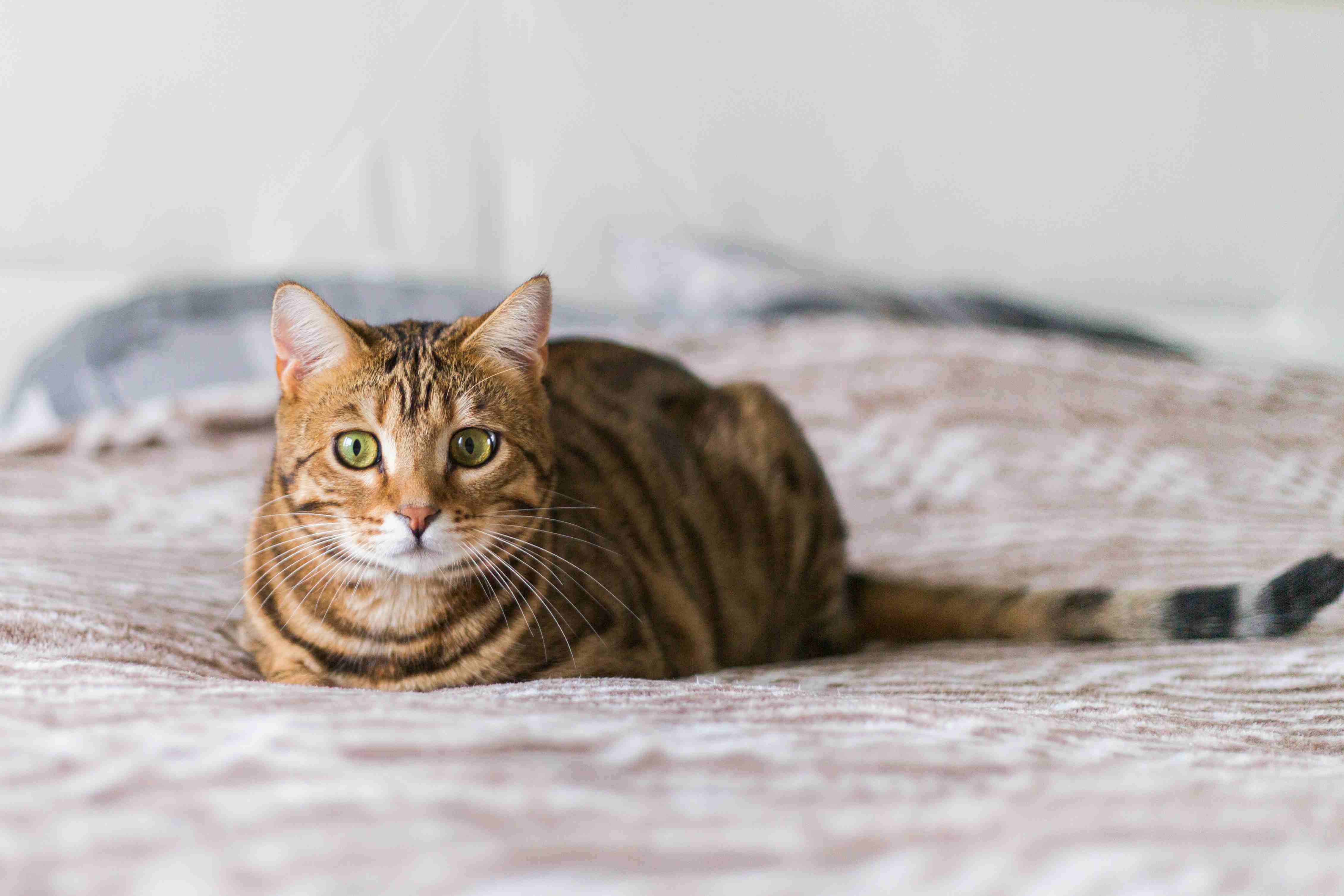 Original cat photo used for the AI model comparison