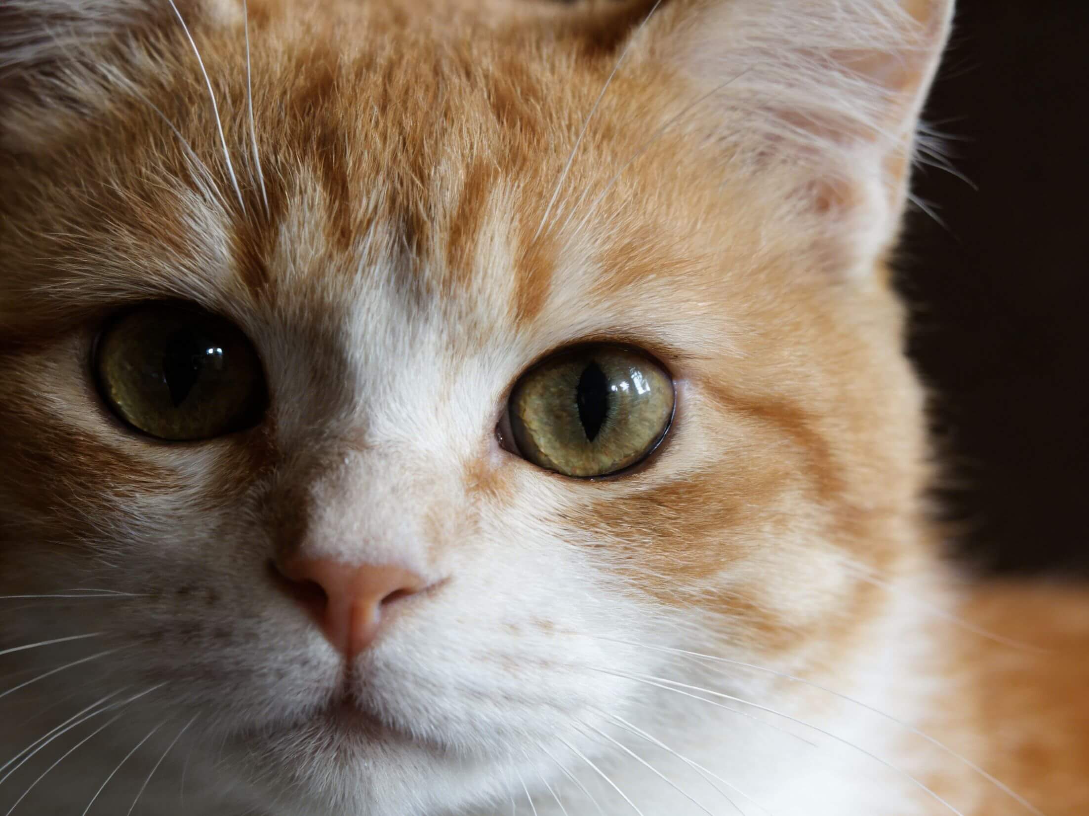 cat-image5