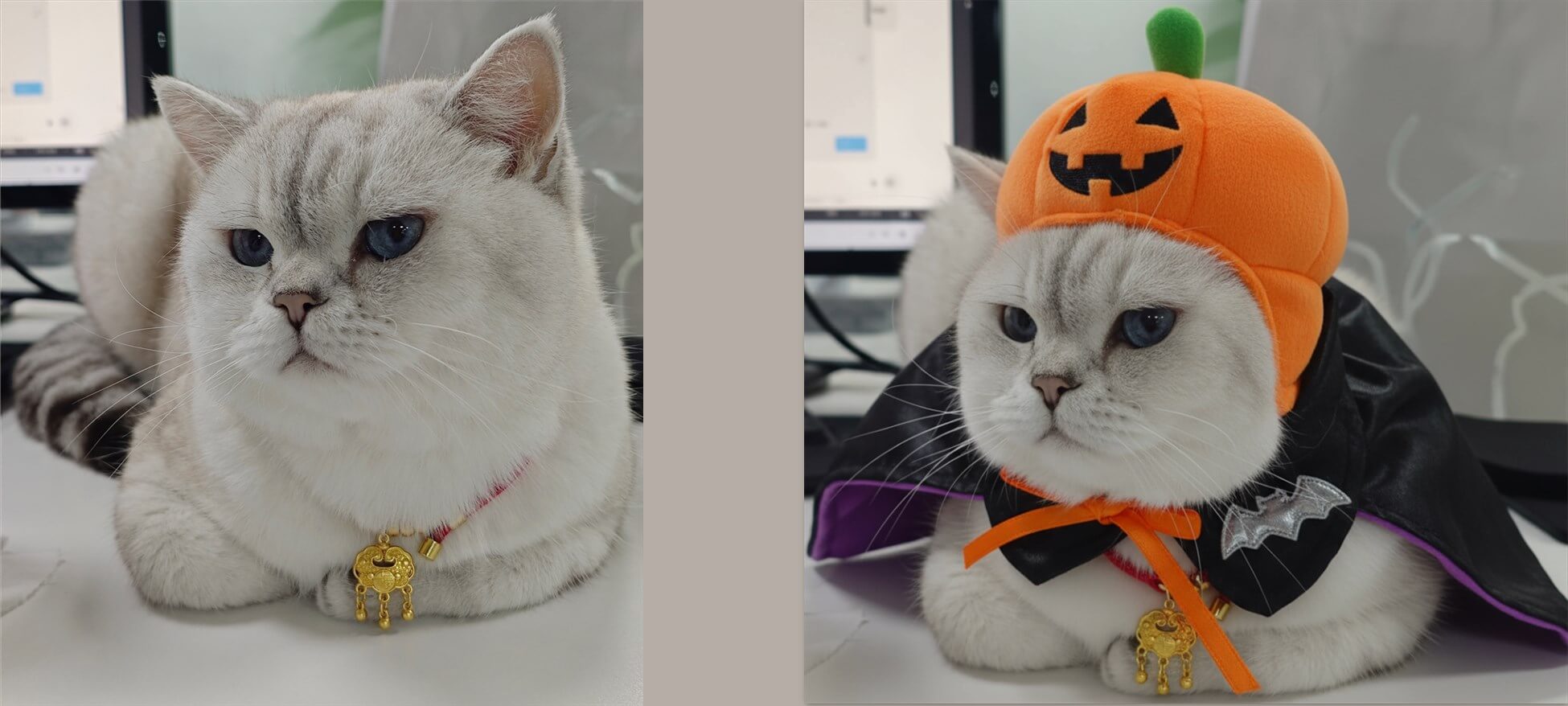 ペットもハロウィン仮装
